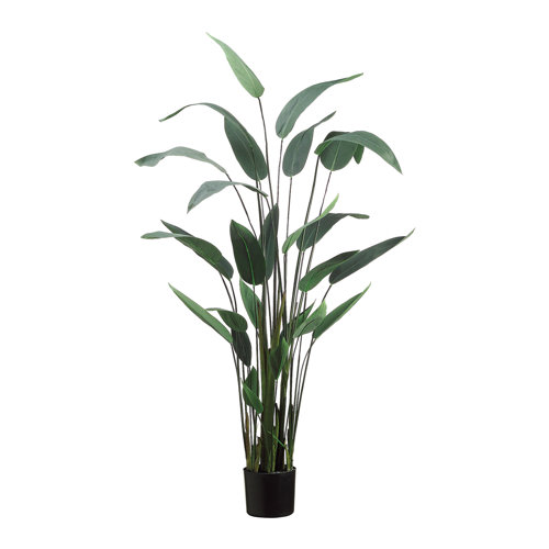 Creative Displays, Inc. 5.5' Faux Water Canna in Liner Perigold